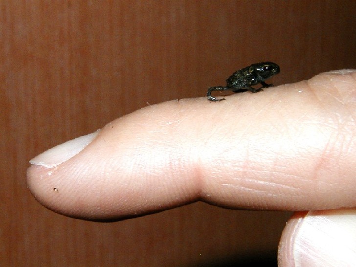 I Terracquari del Centro di Entomologia - Piombino (LI)